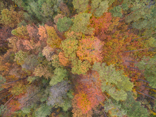 DJI_0027 by TomaszMazon, forest autumnaerial drone