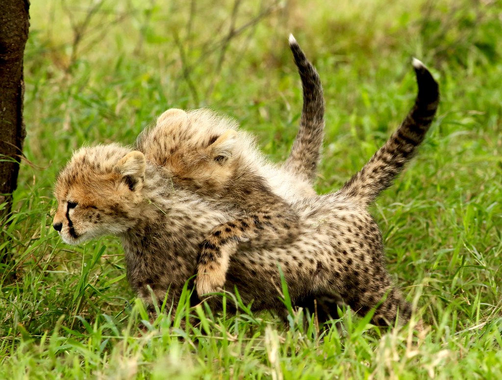 Guépards - Cheetahs