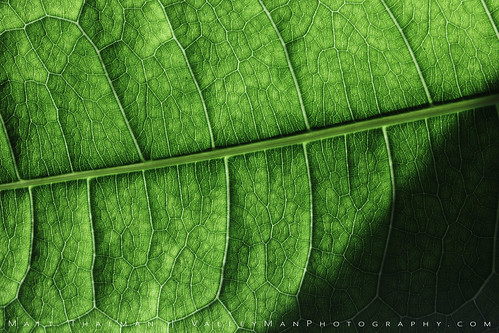 moneytree anatomy closeup green houseplant leaf macro pattern plant veins