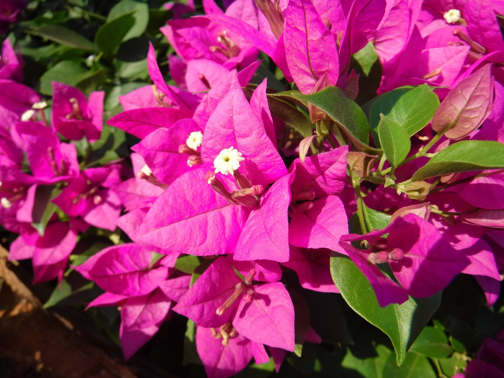 Ý nghĩa của cây hoa giấy và cách chăm sóc – Bougainvillea spectabilis