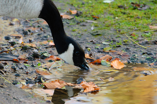 Goose drinking from puddle, West Park