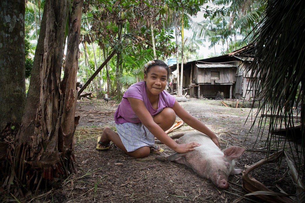 Smallholders' daughter playing with pig.