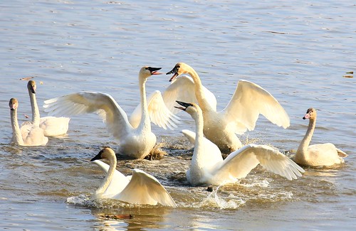 tundra swans fighting brownsville mn larry reis