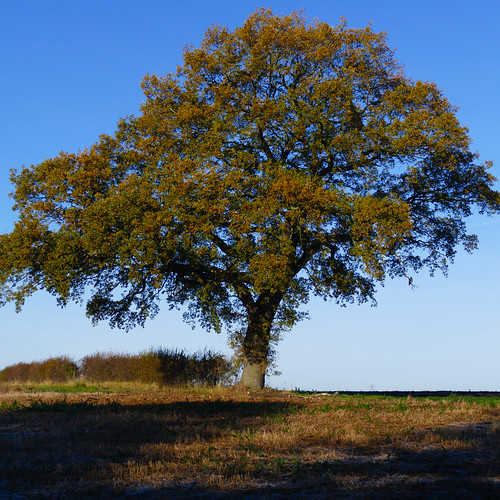 Oak tree, frosty autumn morning