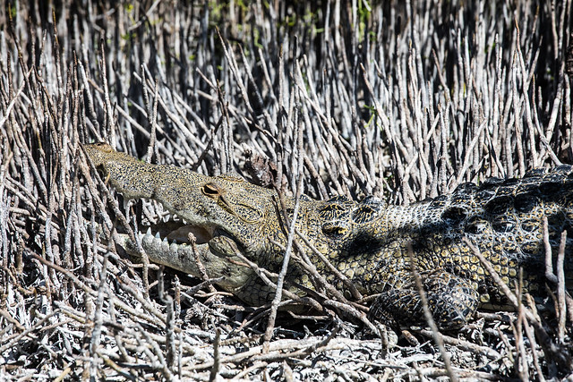 Riviera Maya angry crocodile