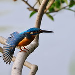 Kingfisher - do you like ?