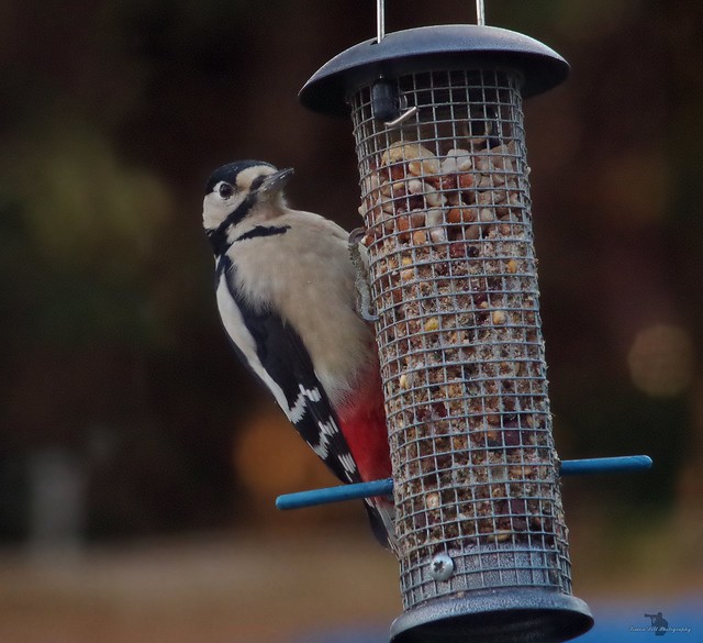 Great spotted woodpecker (6)