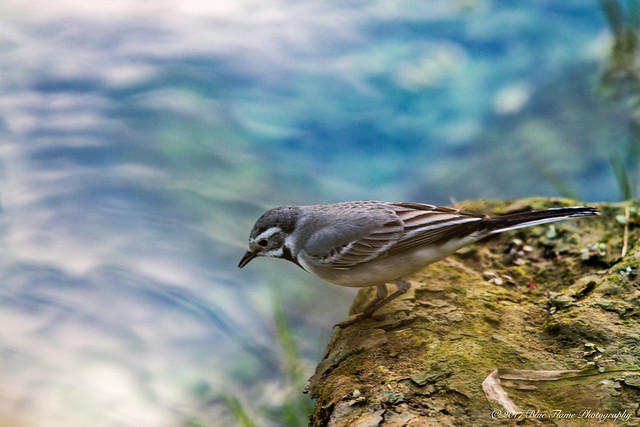 White Wagtail ©