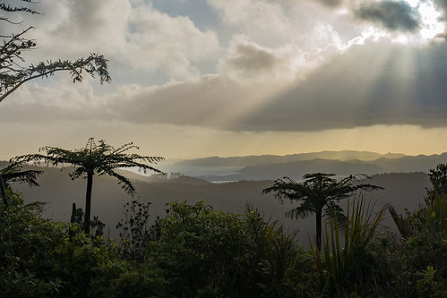 coromandel treefern sunrise jurassic sunburst newzealand whangapoua clouds sonyrx100m4