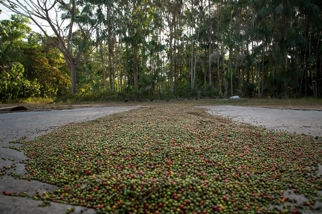 Harvested pepper. Photo by Miguel Pinheiro/CIFOR cifor.org forestsnews.cifor.org If you...