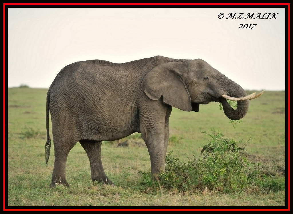 AFRICAN ELEPHANTS (Loxodonta africana)....MASAI MARA....SEPT 2017