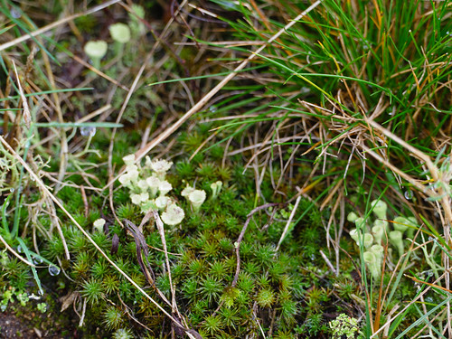 Lichen growing through moss, Malvern Hills