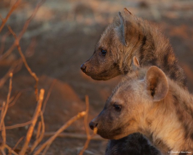 IMGP3351 Hyena puppies