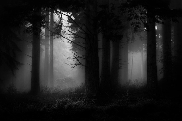 Forest Of Shadows