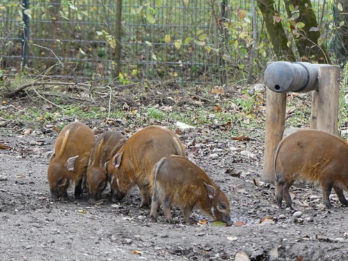 Pinselohrschweine | by Mausmaki auf Klassenfahrt