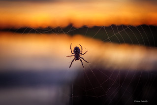Spider Enjoying Sunset