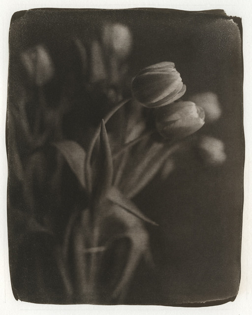 Tulip - 08. (Kallitype)