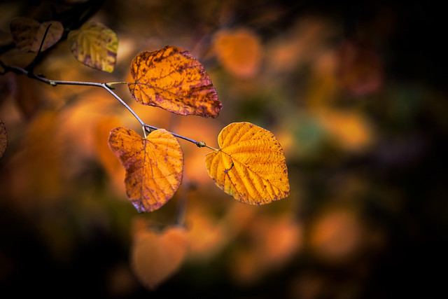 golden leafs