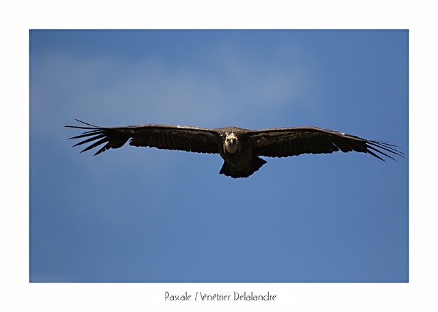 Vautour fauve - Griffon Vulture