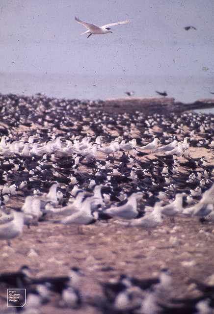 Colonies of crested terns among sooties