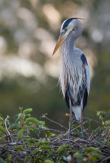 Morning Great Blue Heron, Wakodahatchee Wetlands, Delray Beach, Florida.