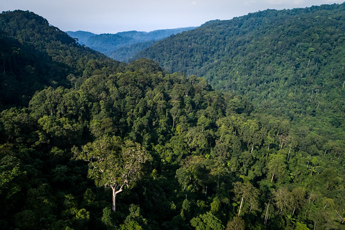 forests tenuresystems landscape landtenure landuse tropicalforests foresttrees aerial gcs multiplelanduse trees kabupatenlampungbarat lampung indonesia id