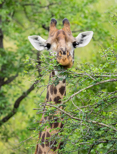 Southern Giraffe - Giraffa camelopardalis