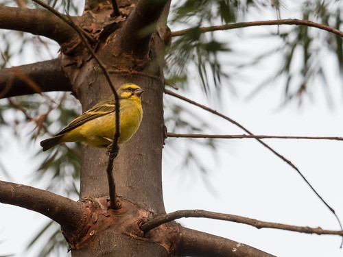 rwanda oiseaux yellowfrontedcanarycrithagramozambicus bird nature gisenyi westernprovince rw