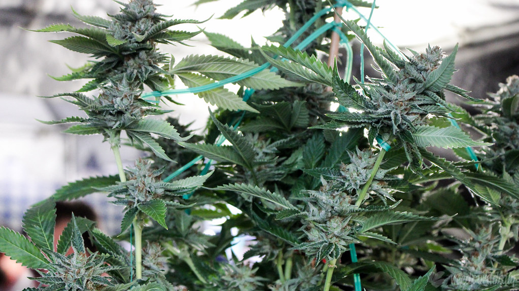 california cannabis grows