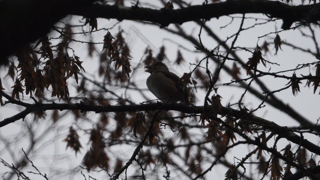 Hawfinch (Coccothraustes coccothraustes)  VIDEO CLIP