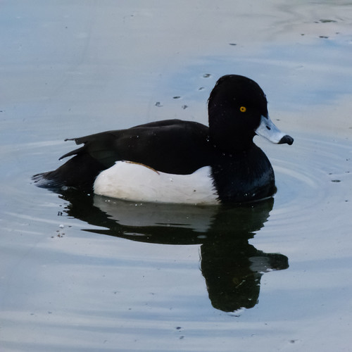 Watchful tufted duck, West Park