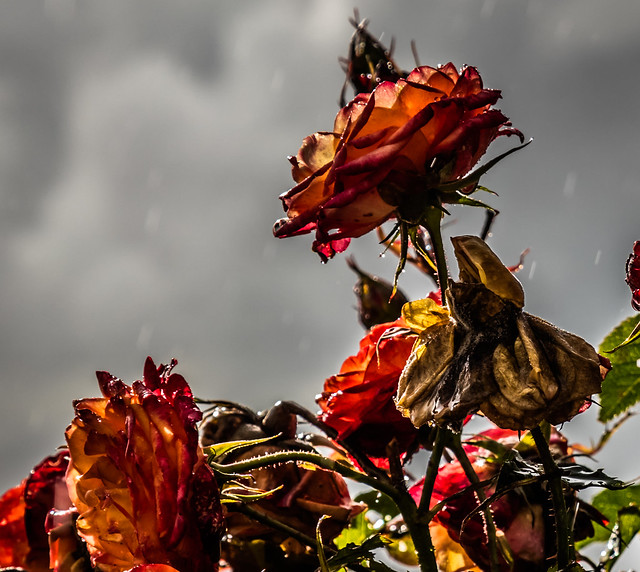 Rain on withered roses