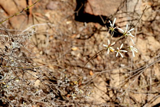 Pelargonium pallidoflavum in wild