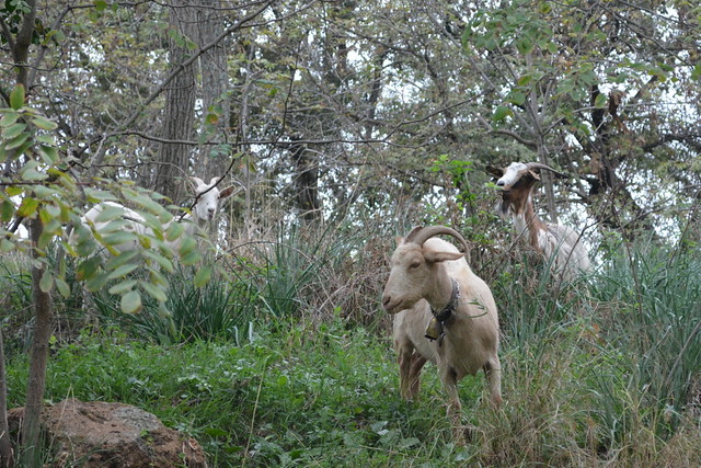 Cerveteri, Italy - Etruscan Necropolis of Banditaccia - Approach to the Park - Goats