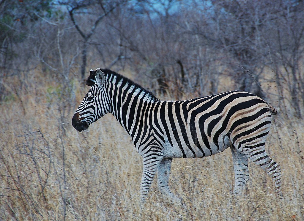 Plains Zebra -South Africa