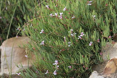 Pelargonium laevigatum subsp. diversifolium