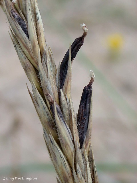 Ergot Claviceps purpurea (Fries.) Tul. 1853) on Marram Grass Ammophila arenaria
