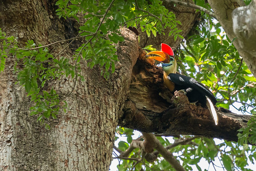 knobbedhornbill rhyticeroscassidix sulawesi northsulawesi indonesia bird hornbill nest redknobbedhornbill tangkokonationalpark