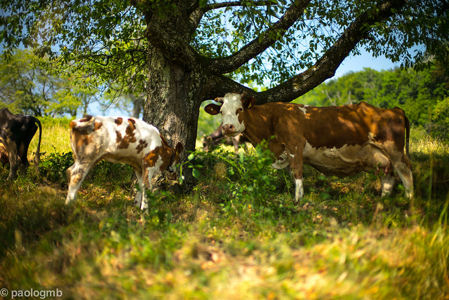 cow with veal under the tree