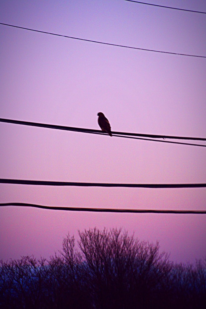 Purple and bird perched in Plum Island