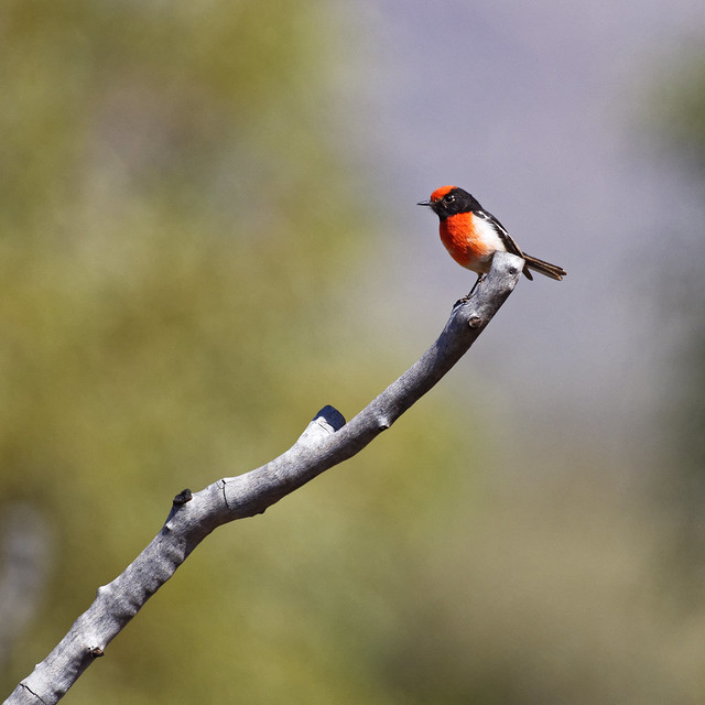 Red-cap robin