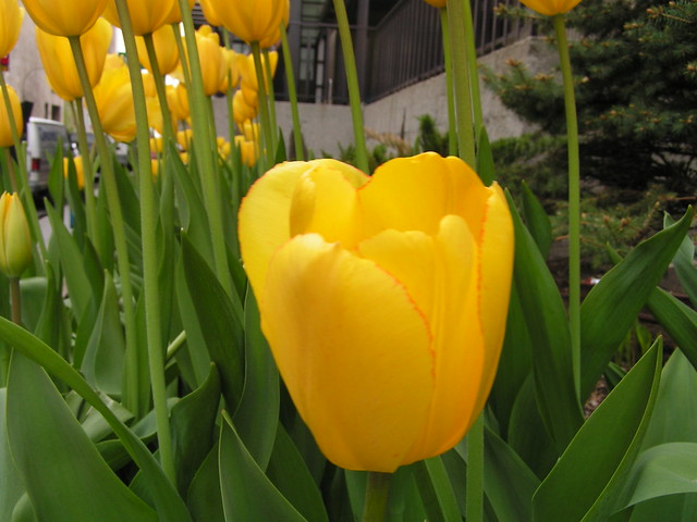 Tulipa sp. (Tulip) - cultivated