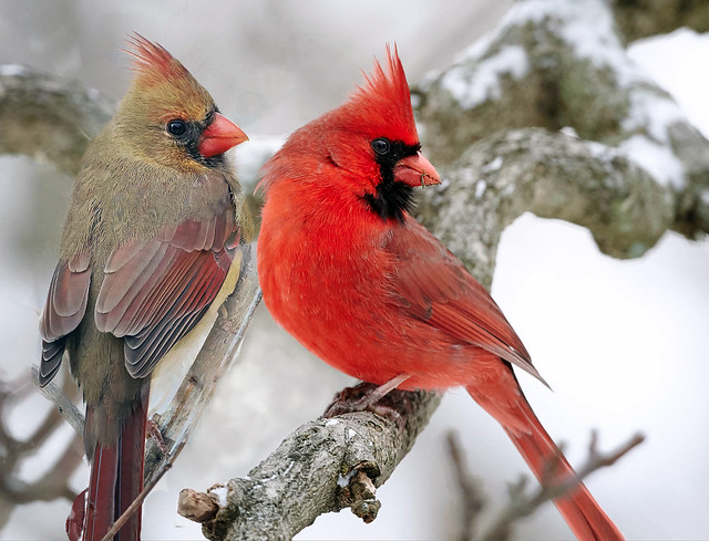 A PAIR OF CARDINALS ON SNOW COVERED BRANCH