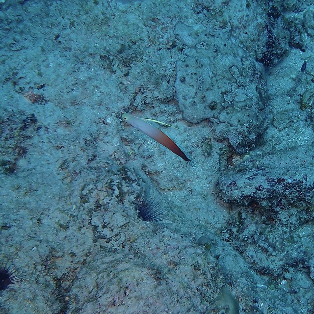 Diving Mauritius 2017