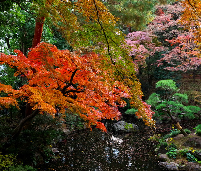 Colors of Autumn Foliage