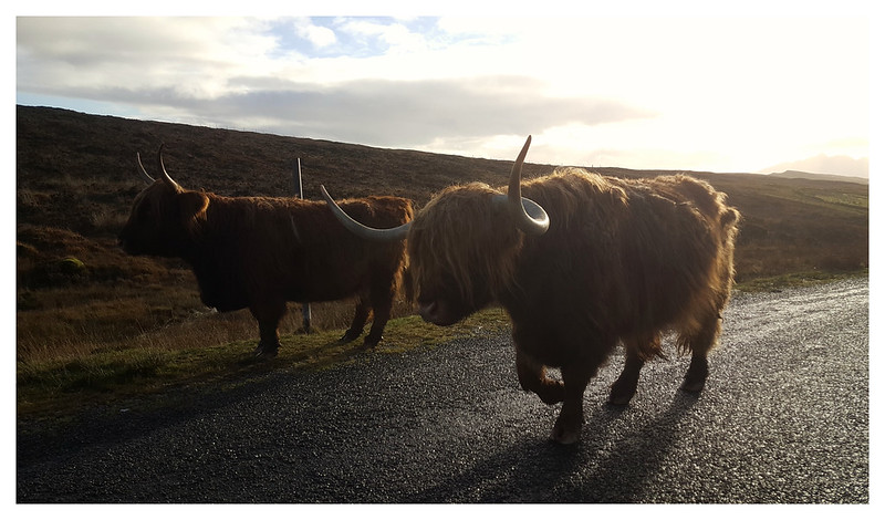 Highland Cattle rumble