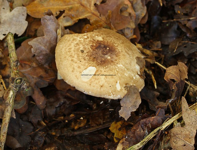 Agaricus impudicus  Tufted Wood Mushroom Derby Fen Norfolk 19.11.2017 (1)