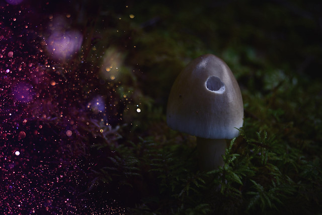 Space mushroom