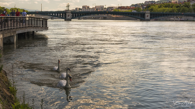 Swans on the Rhone