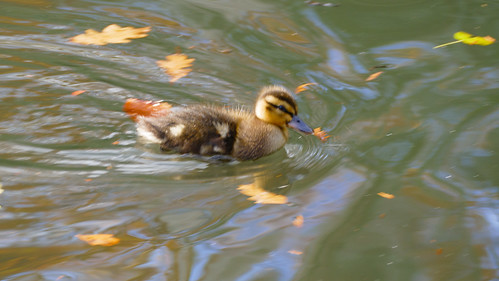 November ducklings, Priory Park, Great Malvern